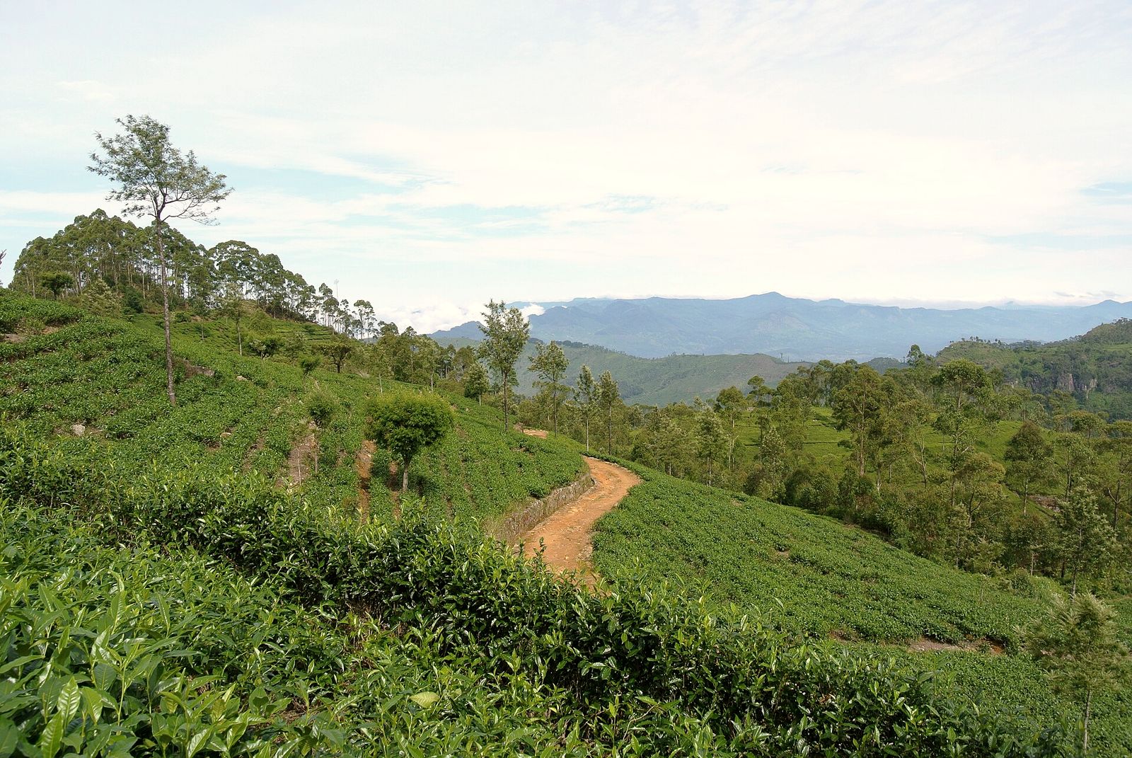 Tea plantation terraces near Haputale