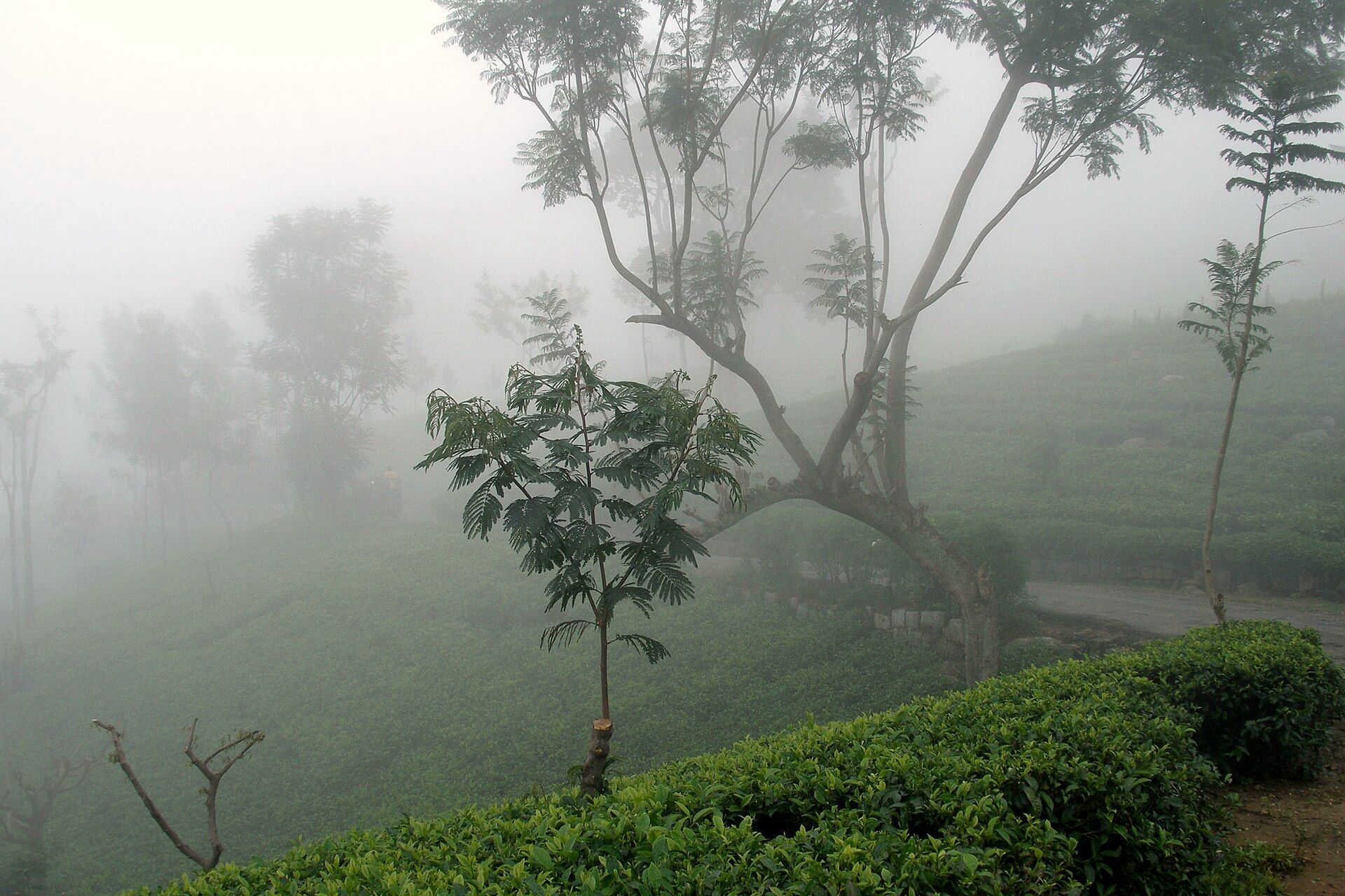 Mist over tea plantations in Sri Lanka's hill country